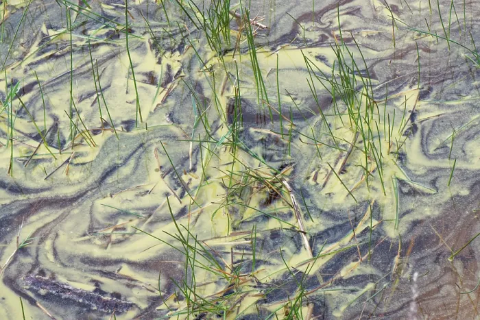 Framed Print : Blue-green algae (Cyanobacteria) blooming in the waters of a coastal lagoon suggesting nutrient enrichment, Dorset, England, UK. September Framed Print : Blue-green algae (Cyanobacteria) blooming in the waters of a coastal lagoon suggesting nutrient enrichment, Dorset, England, UK. September