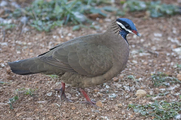 Blue-headed quail-dove (Starnoenas cyanocephala) profile, Cuba. Endangered species