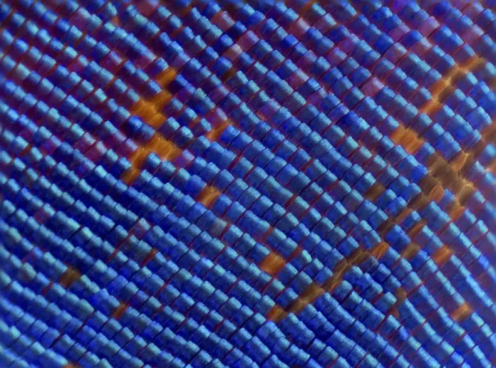 Framed Print : Blue iridescent scales of a Nymphalid butterfly (Epiphile orea) magnified 11x, deceased Framed Print : Blue iridescent scales of a Nymphalid butterfly (Epiphile orea) magnified 11x, deceased