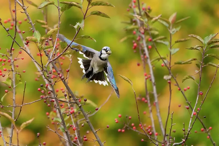 Framed Print : Blue jay (Cyanocitta cristata) in flight carrying an acorn that it will cache for winter food supply, New York, USA, October Framed Print : Blue jay (Cyanocitta cristata) in flight carrying an acorn that it will cache for winter food supply, New York, USA, October