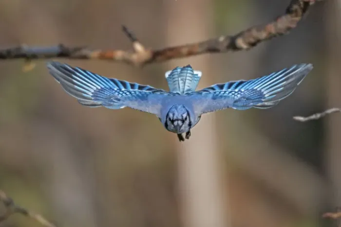 Framed Print : Blue jay (Cyanocitta cristata) flying, head on, Acadia National Park, Maine, USA. May Framed Print : Blue jay (Cyanocitta cristata) flying, head on, Acadia National Park, Maine, USA. May