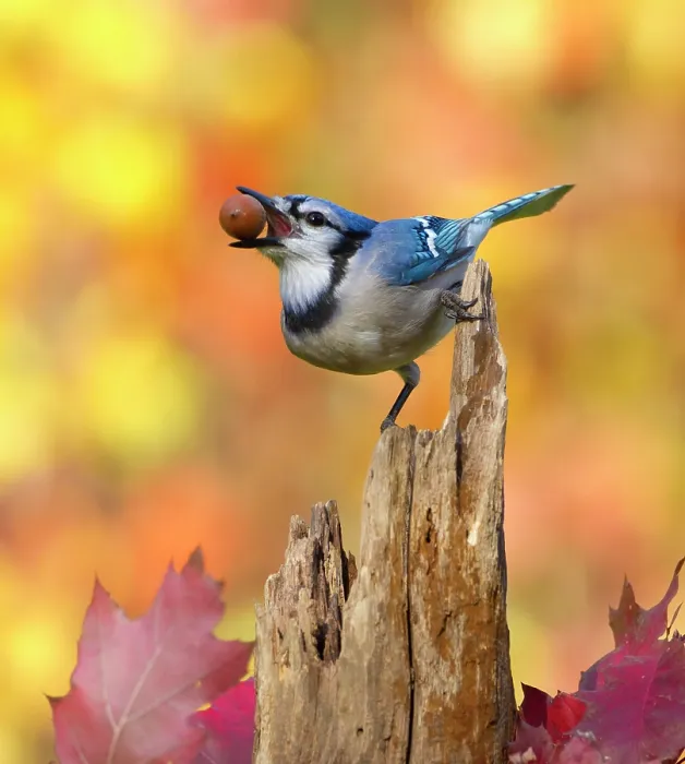 Framed Print : Blue jay (Cyanocitta cristata) holding an acorn in its bill whilst perched on tree stump, with autumn foliage, New York, USA, October Framed Print : Blue jay (Cyanocitta cristata) holding an acorn in its bill whilst perched on tree stump, with autumn foliage, New York, USA, October
