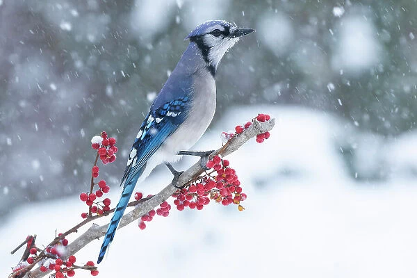 Blue jay (Cyanocitta cristata) perched on branch in snow, Milford, Connecticut, USA. January
