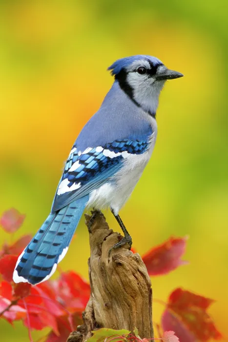 Framed Print : Blue jay (Cyanocitta cristata) portrait, New York, USA, October Framed Print : Blue jay (Cyanocitta cristata) portrait, New York, USA, October