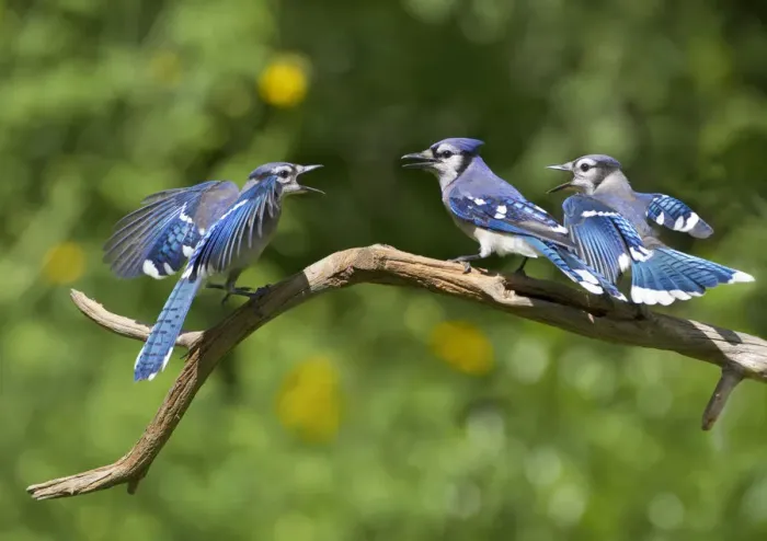 Framed Print : Blue jays (Cyanocitta cristata) two fledglings beg by fluttering wings at adult (center bird) Framed Print : Blue jays (Cyanocitta cristata) two fledglings beg by fluttering wings at adult (center bird)