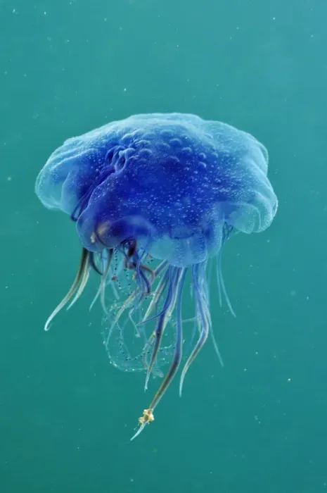 Framed Print : Blue jellyfish (Cyanea lamarckii), feeding on small plankton, Lundy Island Marine Conservation Zone Framed Print : Blue jellyfish (Cyanea lamarckii), feeding on small plankton, Lundy Island Marine Conservation Zone
