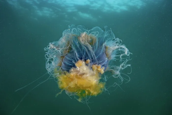 Framed Print : Blue jellyfish (Cyanea lamarckii) outstretched showing tenticles and underside of bell, Lamorna, West Cornwall, UK, Atlantic Ocean Framed Print : Blue jellyfish (Cyanea lamarckii) outstretched showing tenticles and underside of bell, Lamorna, West Cornwall, UK, Atlantic Ocean