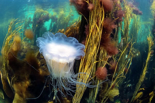 Blue lion's mane jellyfish (Cyanea lamarckii) drifting through a seaweed forest with Red pom-pom seaweed (Ceramium sp. ) and Spaghetti seaweed (Himanthalia elongata), Island of Coll, Inner Hebrides, Scotland, UK, Atlantic Ocean