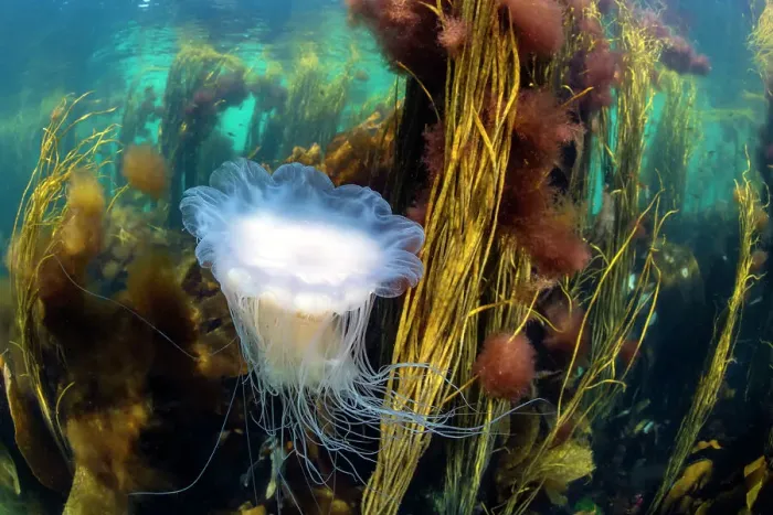 Framed Print : Blue lion's mane jellyfish (Cyanea lamarckii) drifting through a seaweed forest with Red pom-pom seaweed (Ceramium sp. ) and Spaghetti seaweed (Himanthalia elongata), Island of Coll, Inner Hebrides, Scotland, UK, Atlantic Ocean