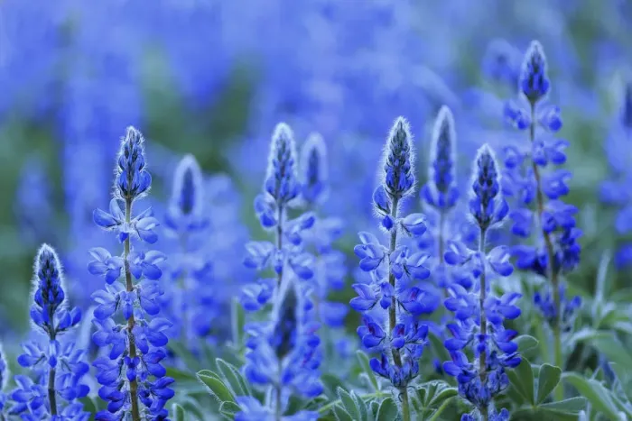 Framed Print : Blue lupin (Lupinus angustifolius) Sierra de Grazalema Natural Park, southern Spain, May Framed Print : Blue lupin (Lupinus angustifolius) Sierra de Grazalema Natural Park, southern Spain, May