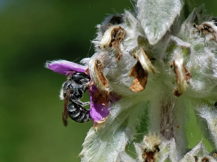 Framed Print : Blue mason bee (Osmia caerulescens) female, nectaring from a Lamb's ear (Stachys byzantina) flower in a garden flowerbed, Wiltshire, UK. July Framed Print : Blue mason bee (Osmia caerulescens) female, nectaring from a Lamb's ear (Stachys byzantina) flower in a garden flowerbed, Wiltshire, UK. July