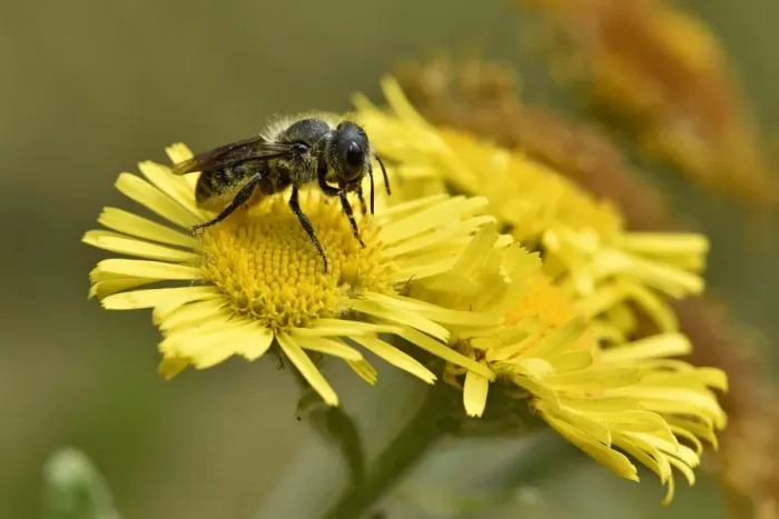 Framed Print : Blue mason bee (Osmia leaiana) gathering pollen from Fleabane flower, Oxfordshire Framed Print : Blue mason bee (Osmia leaiana) gathering pollen from Fleabane flower, Oxfordshire