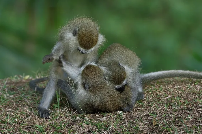 Framed Print : Three Blue monkey (Cercopithecus mitis) juveniles, playing, Uganda Framed Print : Three Blue monkey (Cercopithecus mitis) juveniles, playing, Uganda