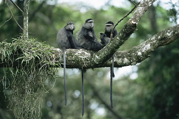 Blue monkey family group {Cercopithecus mitis} Kakamega forest, Kenya