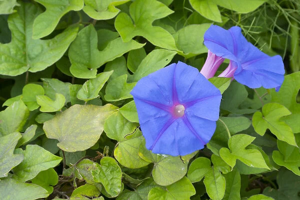 Blue morning flower (Ipomoea indica) flowers and carpet of leaves. Cyprus. April