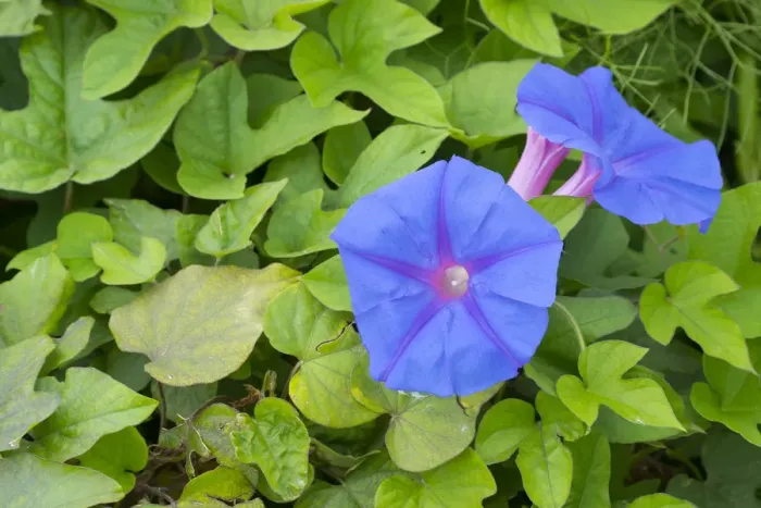 Framed Print : Blue morning flower (Ipomoea indica) flowers and carpet of leaves. Cyprus. April