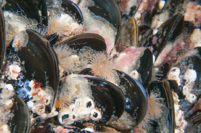 Framed Print : Blue mussels (Mytilus edulis) with encrusting marine life, Sula Sgeir, Scotland. UK, July Framed Print : Blue mussels (Mytilus edulis) with encrusting marine life, Sula Sgeir, Scotland. UK, July