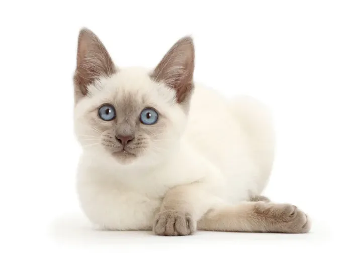 Framed Print : Blue-point kitten