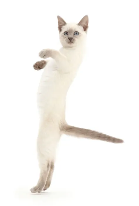 Framed Print : Blue-point kitten playing, standing on hind legs Framed Print : Blue-point kitten playing, standing on hind legs