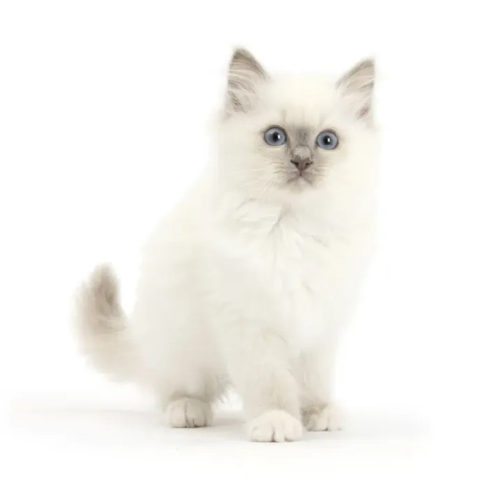 Framed Print : Blue point kitten with wide eyes Framed Print : Blue point kitten with wide eyes