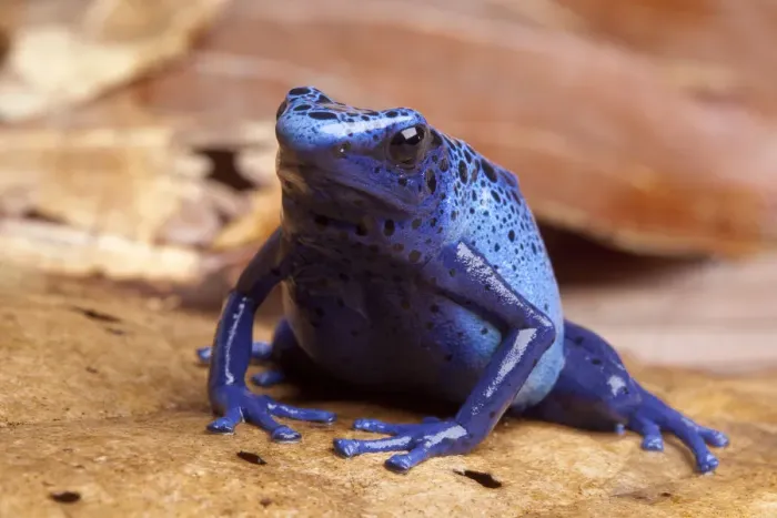 Framed Print : Blue poison dart frog (Dendrobates tinctorius azureus) sitting on dried leaves, Brazil Framed Print : Blue poison dart frog (Dendrobates tinctorius azureus) sitting on dried leaves, Brazil
