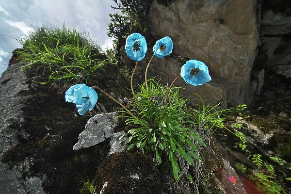 Blue poppy (Meconopsis zangnanensis) Mt Qomolangma National Park, Qinghai Tibet Plateau, China