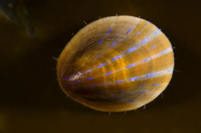Framed Print : Blue rayed limpet (Patina / Ansates pellucida) Saltstraumen, Bod, Norway, October 2008 Framed Print : Blue rayed limpet (Patina / Ansates pellucida) Saltstraumen, Bod, Norway, October 2008