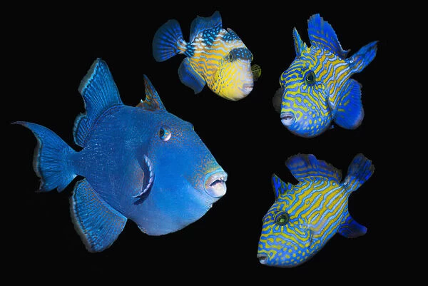 Blue  /  Rippled triggerfish (Pseudobalistes fuscus), adult and three juveniles, composite image on black background, Lembeh Strait, North Sulawesi, Indonesia, Indo-Pacific