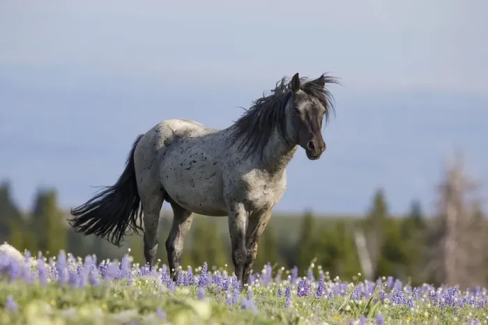 Framed Print : A blue roan stallion stands in the flowers in the Pryor Mountains of Montana Framed Print : A blue roan stallion stands in the flowers in the Pryor Mountains of Montana