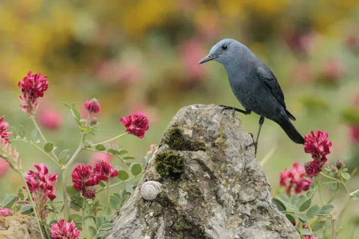 Framed Print : Blue rock thrush (Monticola solitarius) Spain, April Framed Print : Blue rock thrush (Monticola solitarius) Spain, April