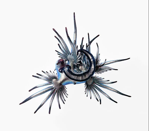 Blue sea slug (Glaucus atlanticus) that was washed ashore with a mass, multi-day stranding of thousands of Indo-Pacific Portuguese man-of-war (Physalia utriculus). This species predates Portuguese man of war and are immune to their venom