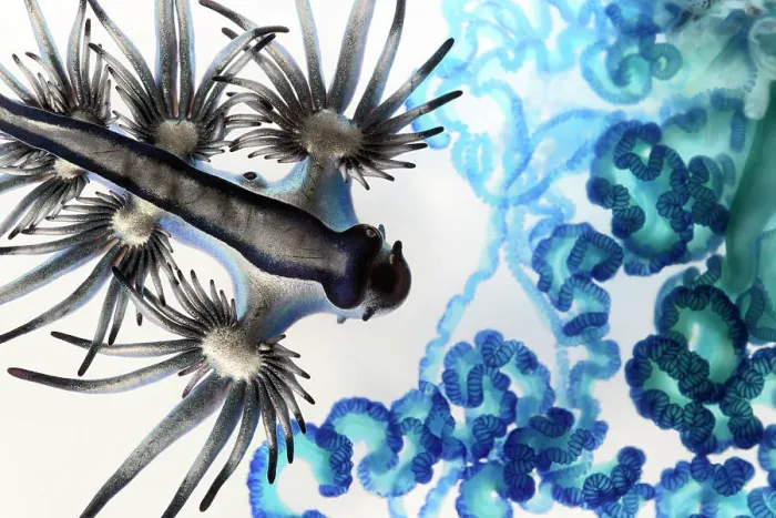 Framed Print : Blue sea slug (Glaucus atlanticus) approaching the venom-filled tentacles of a Indo-Pacific Portuguese man-of-war (Physalia utriculus). Both were washed ashore as part of a mass, multi-day stranding of thousands of Portuguese man-of-war Framed Print : Blue sea slug (Glaucus atlanticus) approaching the venom-filled tentacles of a Indo-Pacific Portuguese man-of-war (Physalia utriculus). Both were washed ashore as part of a mass, multi-day stranding of thousands of Portuguese man-of-war