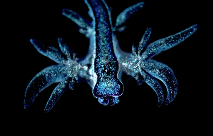 Framed Print : Blue sea slug (Glaucus atlanticus) juvenile, portrait, Portugal, Atlantic Ocean Framed Print : Blue sea slug (Glaucus atlanticus) juvenile, portrait, Portugal, Atlantic Ocean