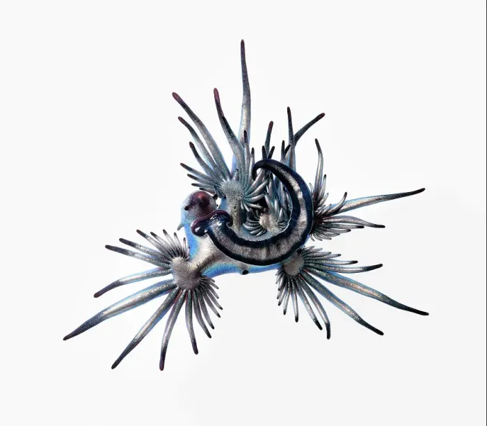 Framed Print : Blue sea slug (Glaucus atlanticus) that was washed ashore with a mass, multi-day stranding of thousands of Indo-Pacific Portuguese man-of-war (Physalia utriculus). This species predates Portuguese man of war and are immune to their venom Framed Print : Blue sea slug (Glaucus atlanticus) that was washed ashore with a mass, multi-day stranding of thousands of Indo-Pacific Portuguese man-of-war (Physalia utriculus). This species predates Portuguese man of war and are immune to their venom