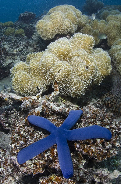 Blue sea star (Linckia laevigata) on coral reef, Fiji, South Pacific