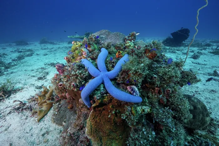 Framed Print : Blue sea star (Linckia laevigata) resting on coral, Malapascua island, Philippines, Pacific Ocean Framed Print : Blue sea star (Linckia laevigata) resting on coral, Malapascua island, Philippines, Pacific Ocean