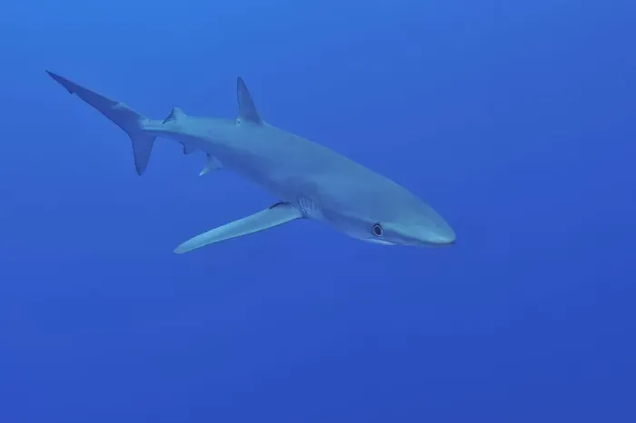 Framed Print : Blue shark (Prionace glauca) Azores, Atlantic Ocean Framed Print : Blue shark (Prionace glauca) Azores, Atlantic Ocean