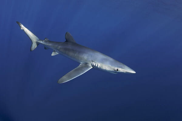 Blue shark (Prionace glauca). Canary Islands. North Atlantic Ocean