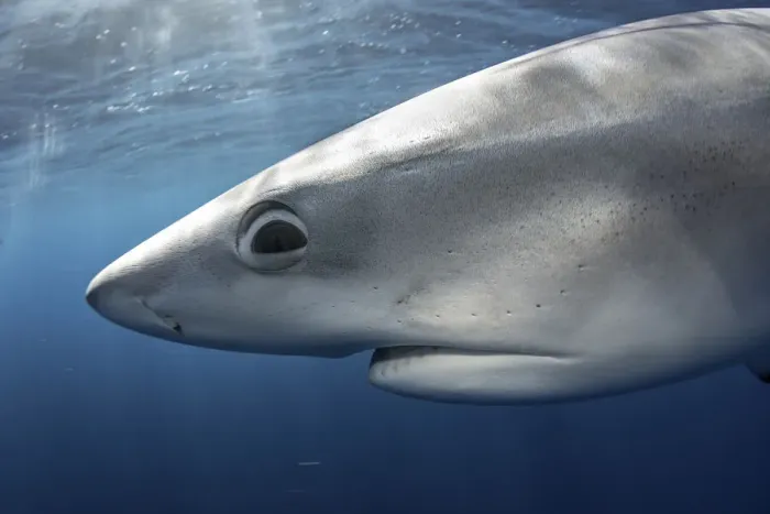 Framed Print : Blue shark (Prionace glauca) close up portrait, CAnary Islands. Atlantic Ocean Framed Print : Blue shark (Prionace glauca) close up portrait, CAnary Islands. Atlantic Ocean