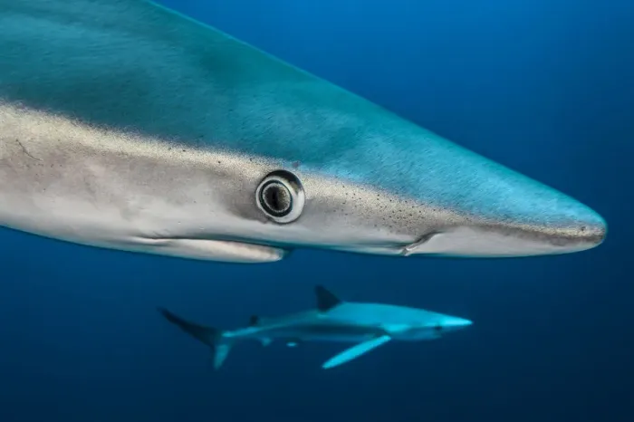 Framed Print : Blue shark (Prionace glauca) close up, Azores, Portugal Framed Print : Blue shark (Prionace glauca) close up, Azores, Portugal