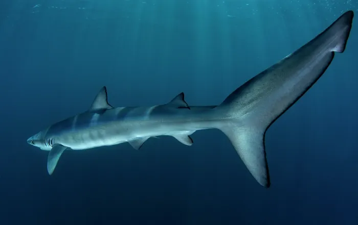 Framed Print : Blue shark (Prionace glauca) female, portrait, off the coast of Sesimbra, Portugal, Atlantic Ocean Framed Print : Blue shark (Prionace glauca) female, portrait, off the coast of Sesimbra, Portugal, Atlantic Ocean