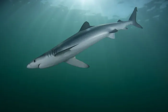 Framed Print : Blue shark (Prionace glauca) female off the coast of Portugal. August Framed Print : Blue shark (Prionace glauca) female off the coast of Portugal. August