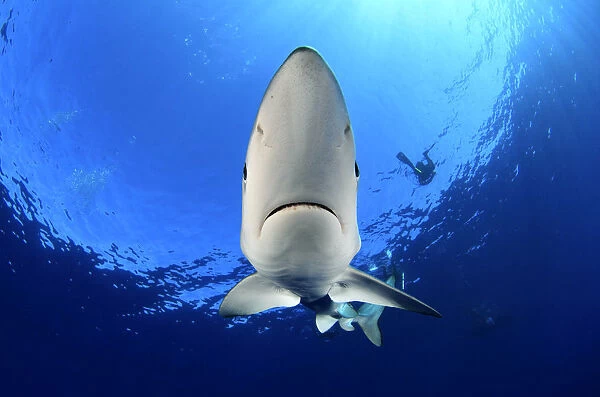 Blue Shark (Prionace glauca) near sea surface and divers in background. Santa Maria