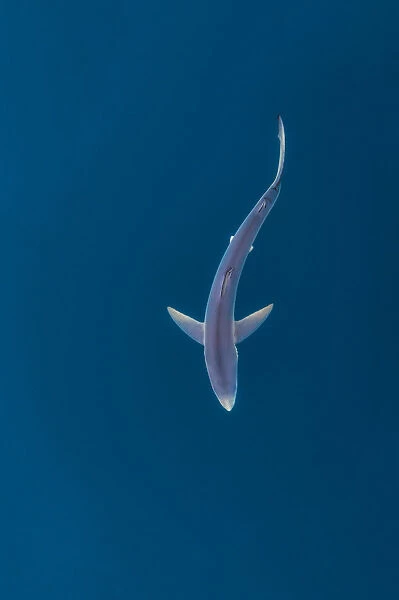 Blue shark (Prionace glauca) near the surface of the English Channel. Penzance, Cornwall