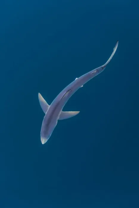 Framed Print : Blue shark (Prionace glauca) near the surface of the English Channel Framed Print : Blue shark (Prionace glauca) near the surface of the English Channel