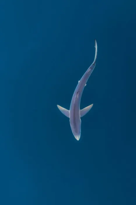 Framed Print : Blue shark (Prionace glauca) near the surface of the English Channel. Penzance, Cornwall Framed Print : Blue shark (Prionace glauca) near the surface of the English Channel. Penzance, Cornwall