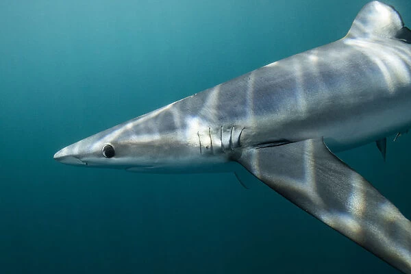 Blue shark (Prionace glauca) off Halifax, Nova Scotia, Canada. July