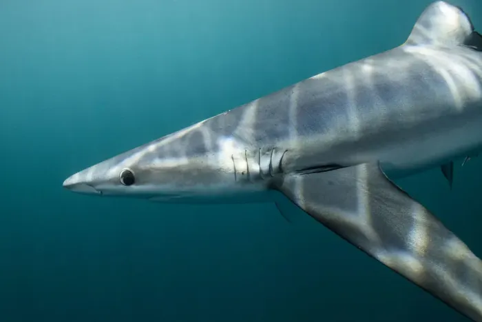 Framed Print : Blue shark (Prionace glauca) off Halifax, Nova Scotia, Canada. July Framed Print : Blue shark (Prionace glauca) off Halifax, Nova Scotia, Canada. July
