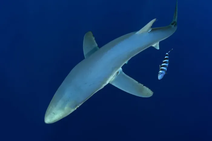 Framed Print : Blue shark (Prionace glauca) Pico Island, Azores, Portugal, Atlantic Ocean, July Framed Print : Blue shark (Prionace glauca) Pico Island, Azores, Portugal, Atlantic Ocean, July