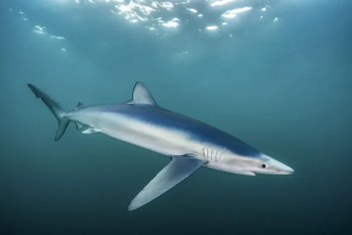 Framed Print : Blue shark (Prionace glauca) portrait, Penzance, Cornwall, Atlantic Ocean, UK. September